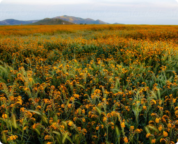 Meadow